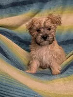 Vee , a female Morkie for sale in Austin, MN – Photo 2 of 3