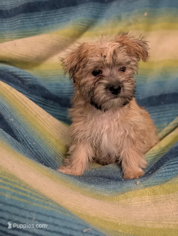 Vee , a female Morkie for sale in Austin, MN – Photo 1 of 3