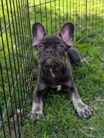 Noah, a male French Bulldog for sale in Austin, MN – 2 of 4