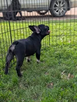 Noah, a male French Bulldog for sale in Austin, MN – 3 of 4