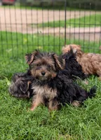 Sadie, a female Morkie for sale in Austin, MN – 3 of 4