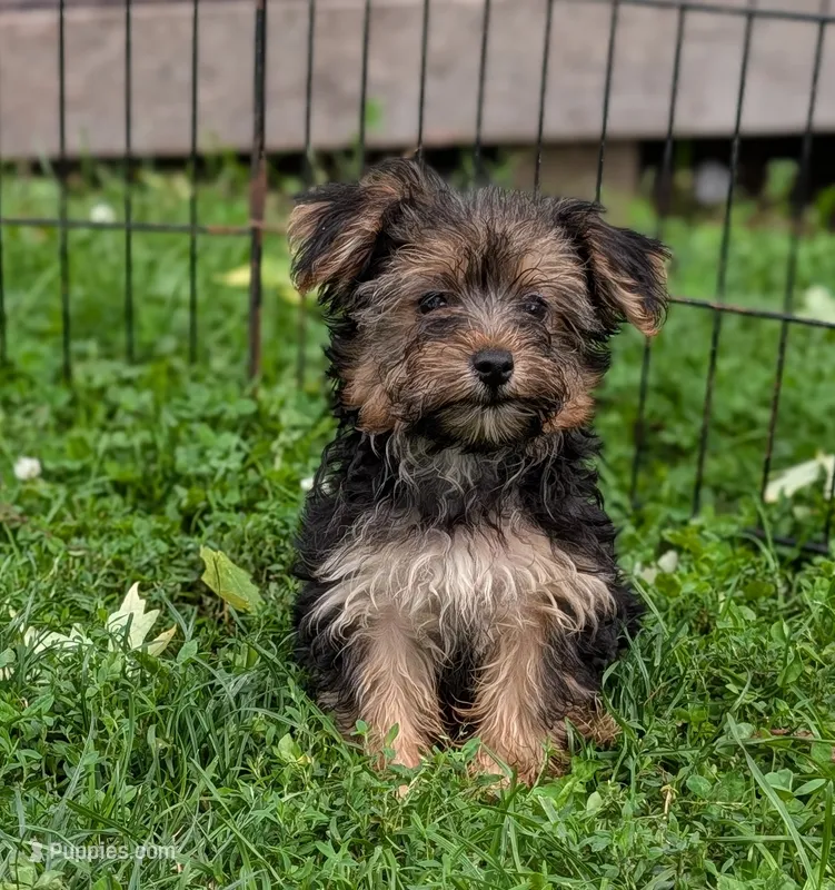 Sadie – Morkie puppy for sale in Austin, MN