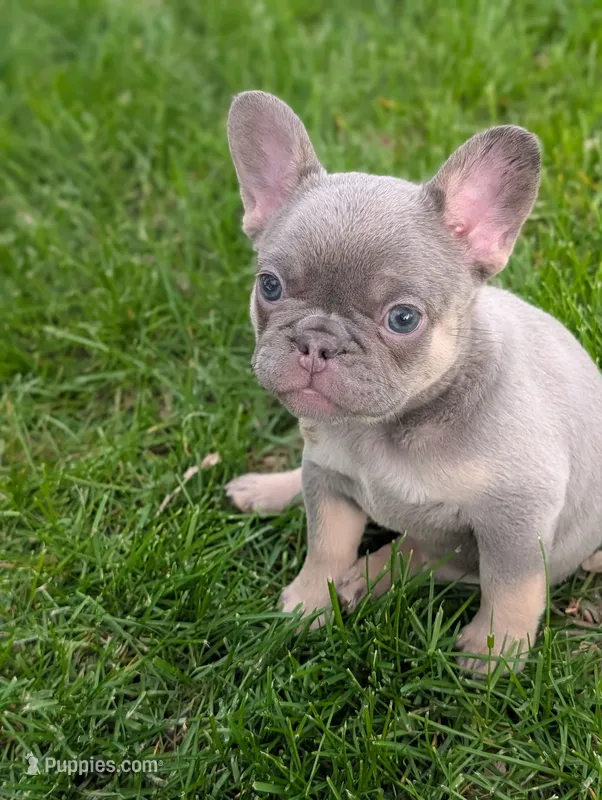 Peach – French Bulldog puppy for sale in Austin, MN
