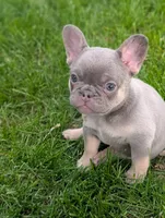 Peach, a female French Bulldog for sale in Austin, MN – 1 of 2