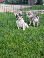 Stevie , a male French Bulldog for sale in Austin, MN – 3 of 4