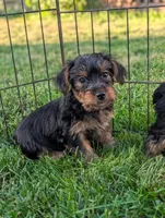 Ginny , a female Yorkshire Terrier for sale in Austin, MN – 2 of 3
