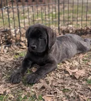 Sophia , a female English Mastiff for sale in Austin, MN – Photo 2 of 3