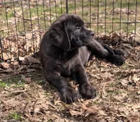 Sophia , a female English Mastiff for sale in Austin, MN – Photo 3 of 3