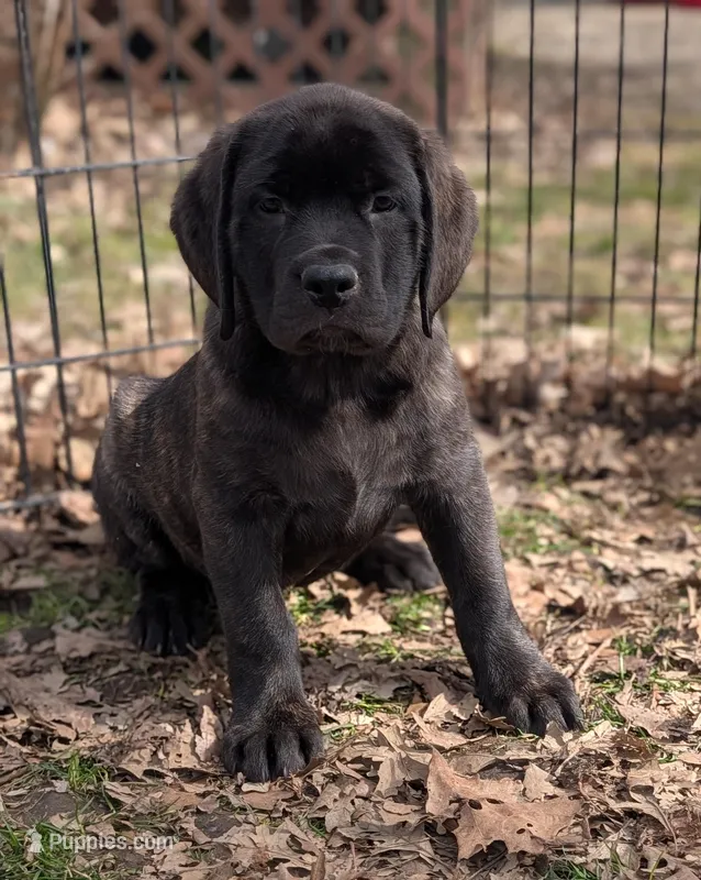 Sophia , a female English Mastiff for sale in Austin, MN – Photo 1 of 3