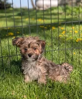 Arthur , a male Morkie for sale in Austin, MN – 3 of 3