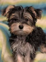 Betty, a female Morkie for sale in Austin, MN – Photo 1 of 3