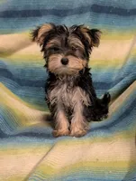 Betty, a female Morkie for sale in Austin, MN – Photo 3 of 3