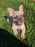 Carl , a male French Bulldog for sale in Austin, MN – 2 of 3