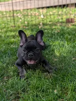 Buddy , a male French Bulldog for sale in Austin, MN – 2 of 3