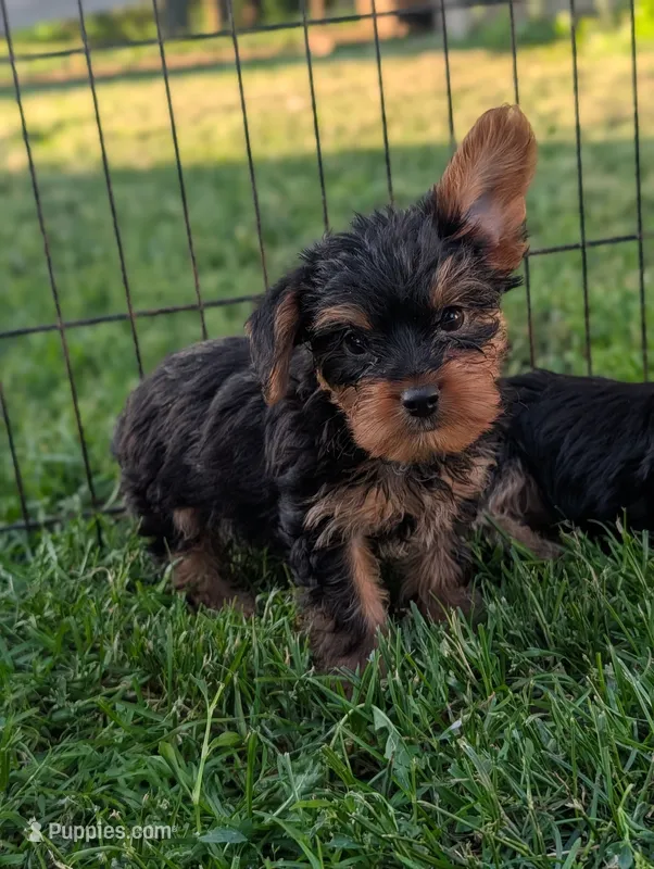 Pepper  – Yorkshire Terrier puppy for sale in Austin, MN