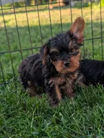 Pepper , a male Yorkshire Terrier for sale in Austin, MN – 1 of 3
