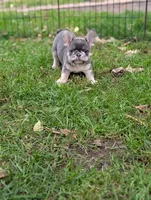 Sally, a female French Bulldog for sale in Austin, MN – 2 of 4