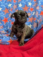 Blackie, a male French Bulldog and Pug for sale in Austin, MN – Photo 3 of 3