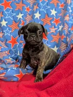 Blackie, a male French Bulldog and Pug for sale in Austin, MN – Photo 2 of 3