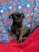 Blackie, a male French Bulldog and Pug for sale in Austin, MN – Photo 1 of 3