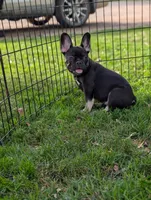Noah, a male French Bulldog for sale in Austin, MN – 1 of 4