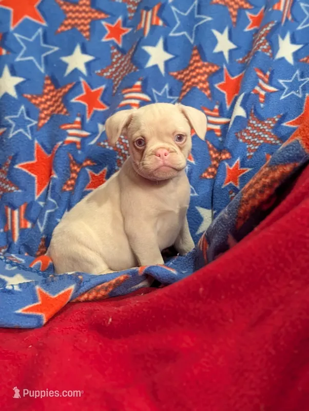 Midnight  – French Bulldog, Pug puppy for sale in Austin, MN