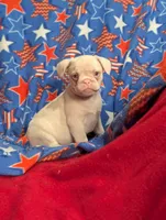 Midnight , a male French Bulldog and Pug for sale in Austin, MN – Photo 1 of 3