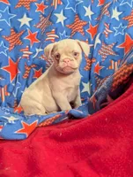 Midnight , a male French Bulldog and Pug for sale in Austin, MN – Photo 3 of 3