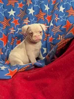 Midnight , a male French Bulldog and Pug for sale in Austin, MN – Photo 2 of 3