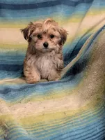 Ruby , a female Morkie for sale in Austin, MN – Photo 1 of 3