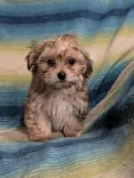 Ruby , a female Morkie for sale in Austin, MN – Photo 3 of 3