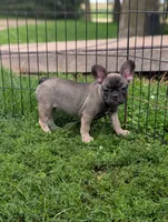 Harriet , a male French Bulldog for sale in Austin, MN – 3 of 3