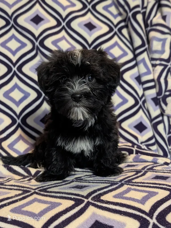 Saxton, a male Morkie for sale in Austin, MN – Photo 1 of 1