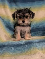 Honey , a female Morkie for sale in Austin, MN – Photo 1 of 2