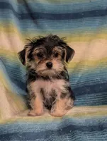 Honey , a female Morkie for sale in Austin, MN – Photo 2 of 2