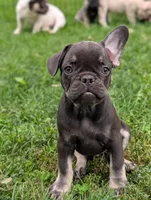 Junior , a male French Bulldog for sale in Austin, MN – 2 of 3
