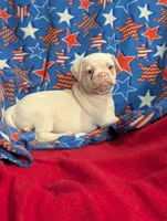 Dwight , a male French Bulldog and Pug for sale in Austin, MN – Photo 3 of 3