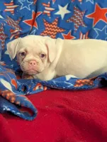 Dwight , a male French Bulldog and Pug for sale in Austin, MN – Photo 2 of 3