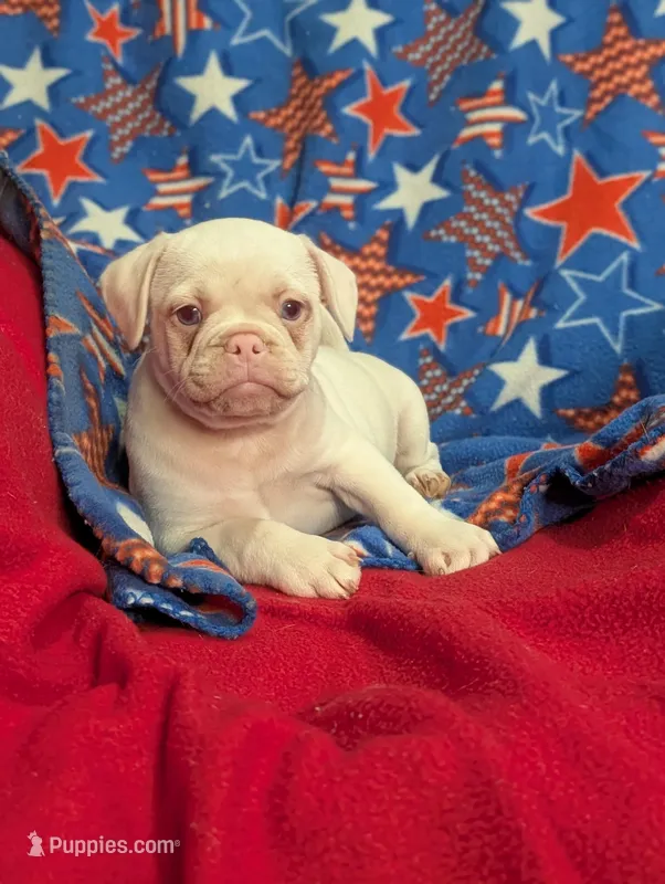 Dwight  – French Bulldog, Pug puppy for sale in Austin, MN