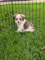 Barbie, a female Morkie for sale in Austin, MN – 2 of 3