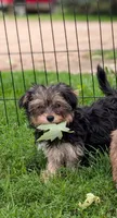 Lola, a female Morkie for sale in Austin, MN – 5 of 5