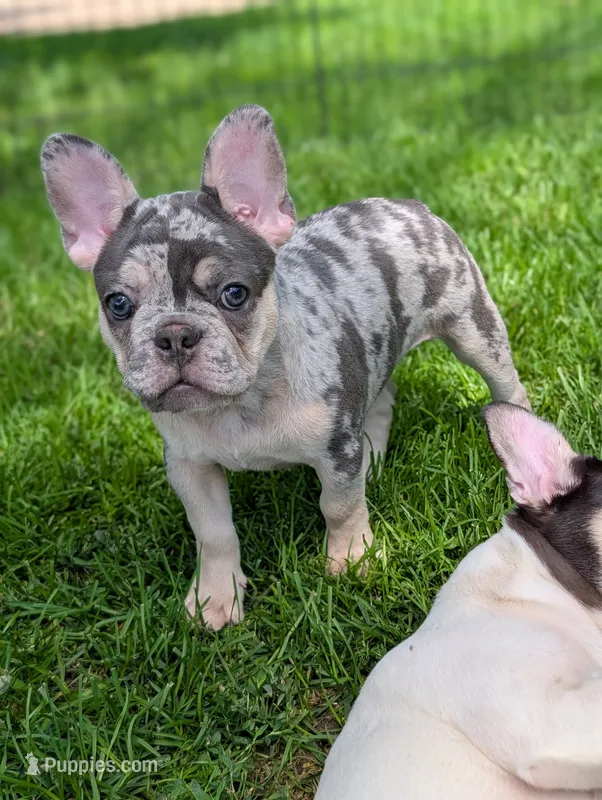 Peter – French Bulldog puppy for sale in Austin, MN