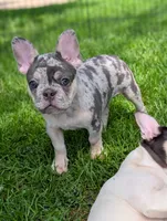 Peter, a male French Bulldog for sale in Austin, MN – 1 of 3