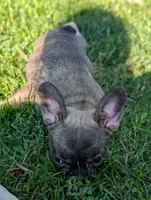 Harriet, a male French Bulldog for sale in Austin, MN – 2 of 3