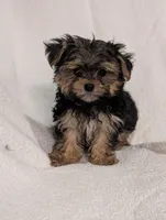 Joe, a male Morkie for sale in Austin, MN – Photo 2 of 2