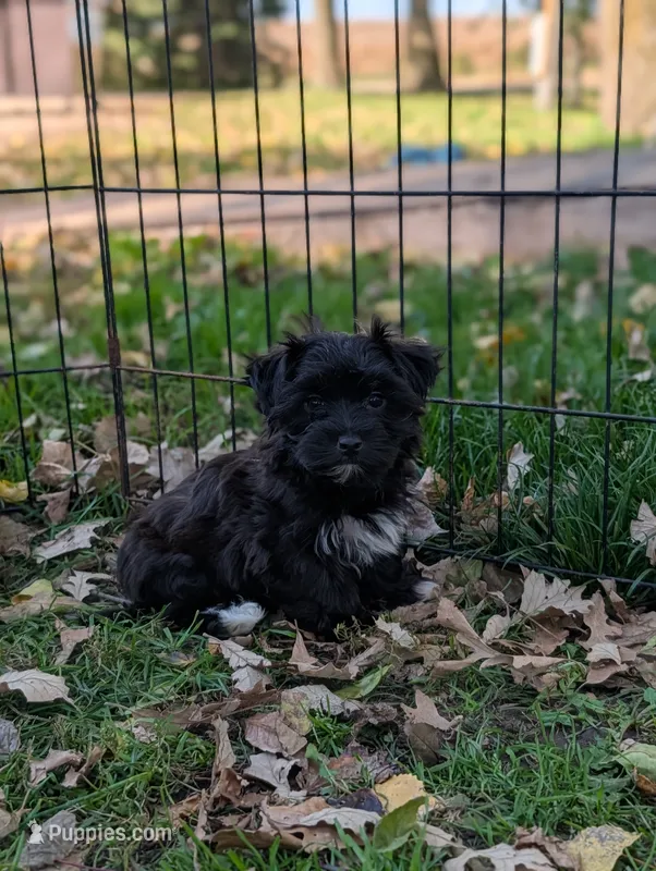 Charley  – Morkie puppy for sale in Austin, MN