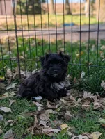 Charley , a male Morkie for sale in Austin, MN – 1 of 3
