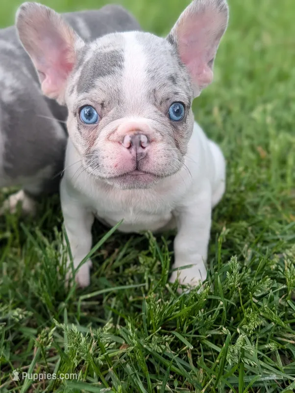 Peter – French Bulldog puppy for sale in Austin, MN
