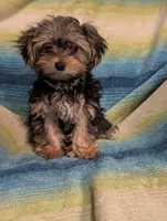 Joe Joe, a male Morkie for sale in Austin, MN – Photo 2 of 3