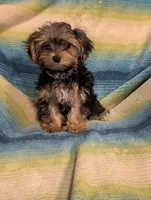 Joe Joe, a male Morkie for sale in Austin, MN – Photo 3 of 3